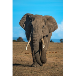 The Elephant Squad!!