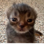 Mommyslittlegamers