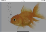 Fish clam