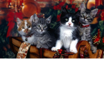 The cute kitten house