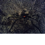 Spider are slay queens u cant disagree