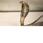 Snake's and Friends