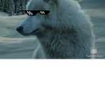 Gunnar view aka team fox fan group