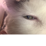 Murphy The cat official