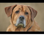 Dog Walkers Association