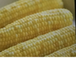 SpongeBobCornOnTheCob