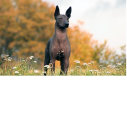 The Pupper's Obby