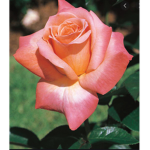 Sunset Roses Rose hut