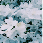 Azalea Clan