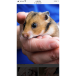 Hammy Squad amazing