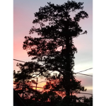 Woodforest