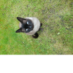CATFANPAGE