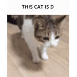 This cat is D!!!