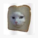 Cat Meow Cat meow club