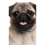 Pugs a lot
