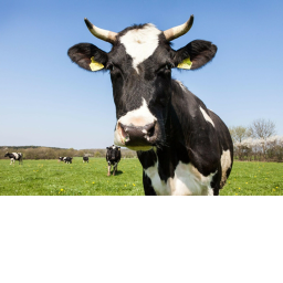 Cow Pooping Simulator