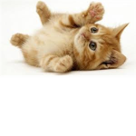 <3 Cat lovers group <3