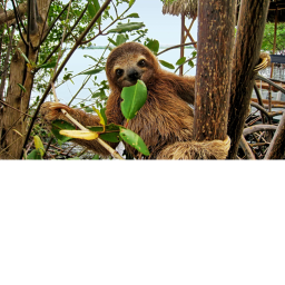 Club Sloth