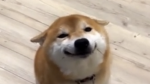 Dog group skin