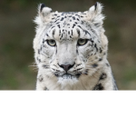snow leopard fans group BC