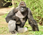 Harambe Inc.