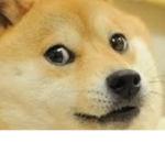 Doge group thing