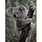 Kora's koalas