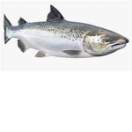 Salmon _Studios