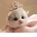 My Litte Kittens