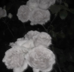 s0ur_grap3s