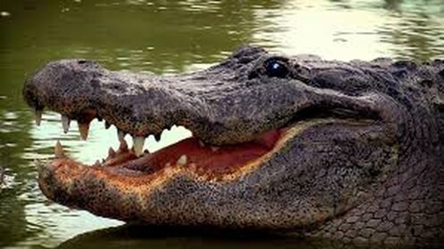 Gator Gang Sewers