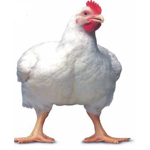 THE CHICKENSSSSSSS
