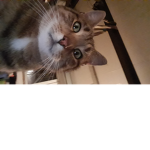 Catpoops