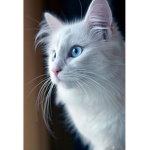 Grandes fans de gatitos