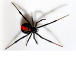 #Spider Squady