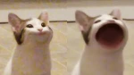 cutie popcats