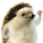 Hedgehog #######