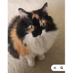 Little kitty fan