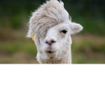 Alpaca team