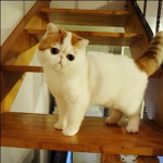Kitty .CO