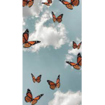 Thebutterfly’s