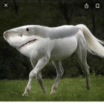 Sharkcorn