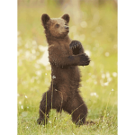DA BEAR AMY ʕ•ᴥ•ʔ