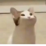La Team Popcat
