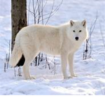 LilShortyWolf Pack