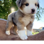 Puppy sparkles