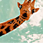Fluffy Giraffe's!