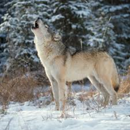 🐺 the wolf town 🐺