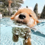 Sweet dog group