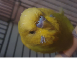 Budgie_love